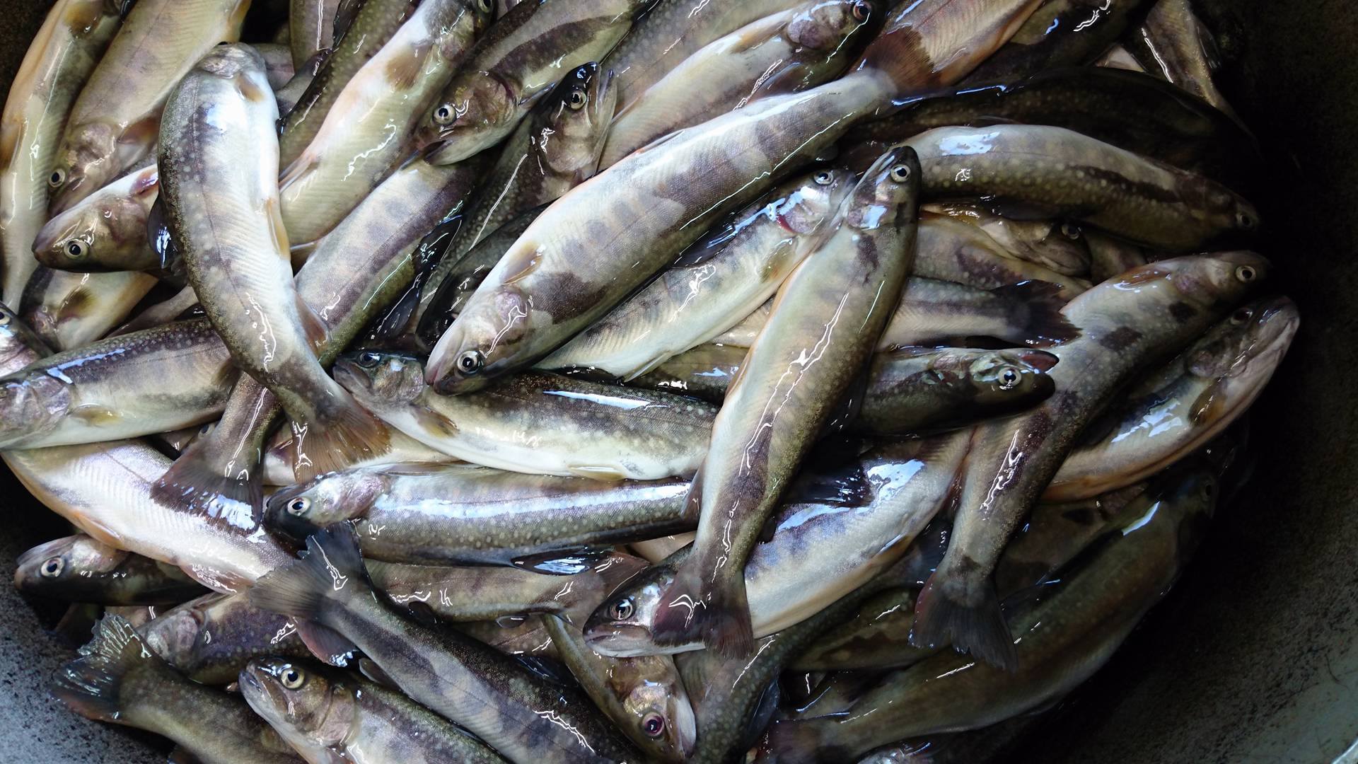 こぶしの里を知らないあなたへパート１１ 岩魚 いわな 入荷 七宗食品 こぶしの里