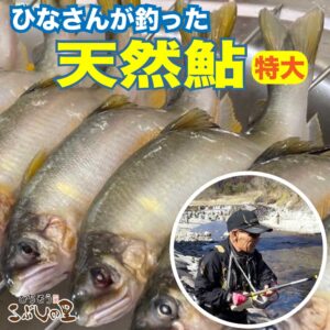 ひなさんが釣った天然鮎【特大】１尾　冷凍　特大サイズ100ｇ以上