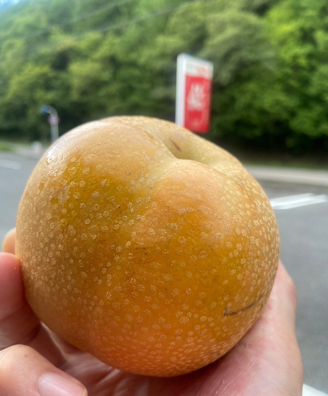 山之上で仕入れてきた梨